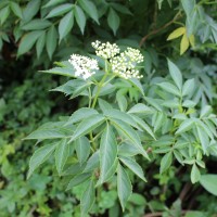 Sambucus javanica subsp. chinensis (Lindl.) Fukuoka